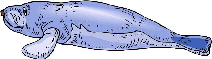 Young Manatee - Young Manatee (750x222)