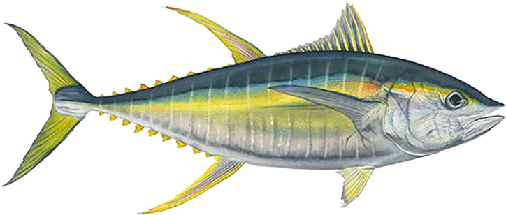 Drawn Fishing Ahi - Fish With Transparent Background (765x330)