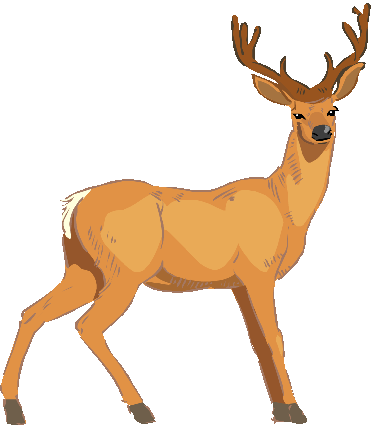 White-tailed Deer Clipart Vector - Vector Deer (750x856)