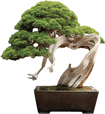 Bonsai - Bonsai Finto Per Acquario (472x472)