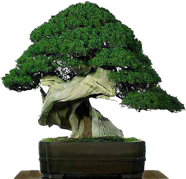 Bonsai10 - Bonsai Para Principiantes (400x372)