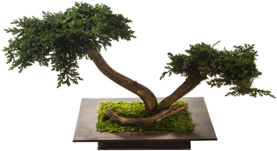 Galerie - Sageretia Theezans (1000x750)