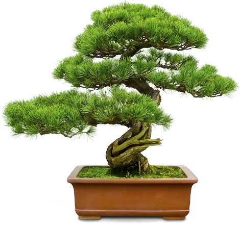 Bonsai Pine Trees (470x445)