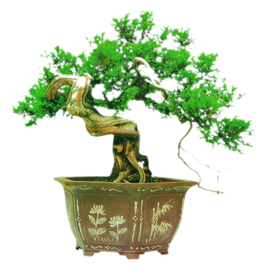 Bonsai Tree Chinese Garden Podocarpus Macrophyllus - Bonsai (900x1000)