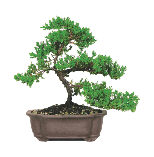 Com Was Opened In 2014 To Offer The Average Plant Enthusiast - Bonsai (674x663)