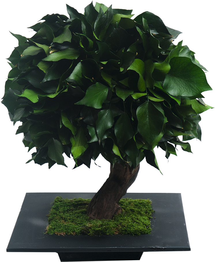 Hedera - Sageretia Theezans (800x1204)