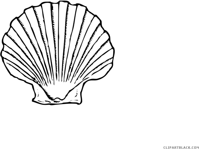Black And White Seashell Animal Free Black White Clipart - Scallop Shell Clip Art (700x525)