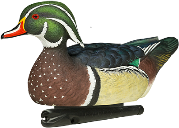 Wood Duck Behavior Birds Of North America - Avian X Wood Duck (736x460)