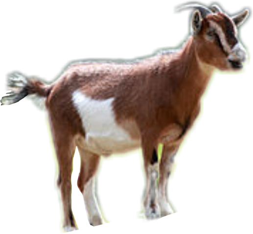 Goat (517x478)