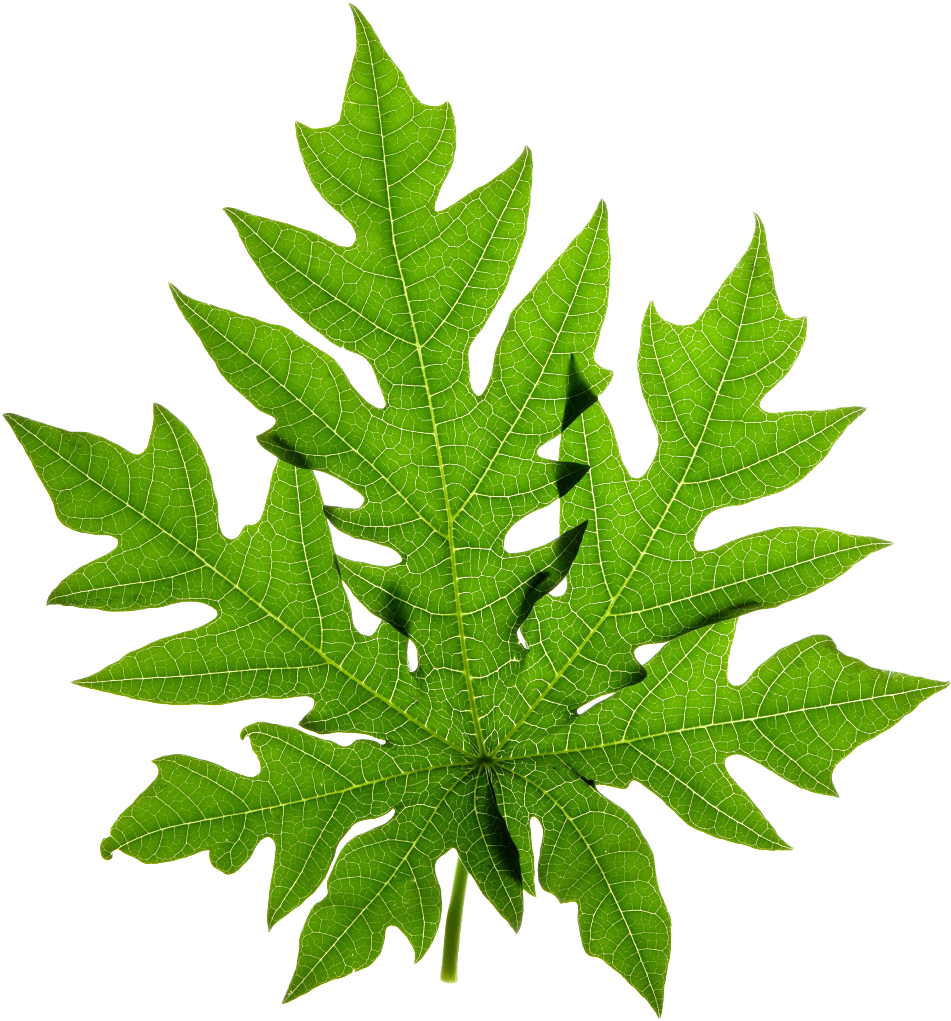 Papaya Leaf Stock Photography Clip Art - Papaya Leaves Png (1024x1396)