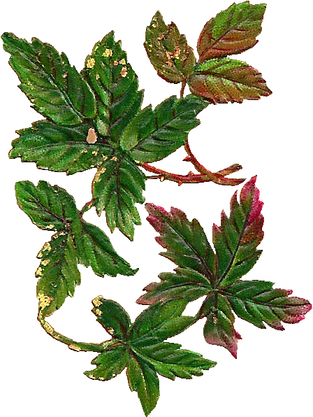 Leaves Image - Digital Leaf Png (560x697)