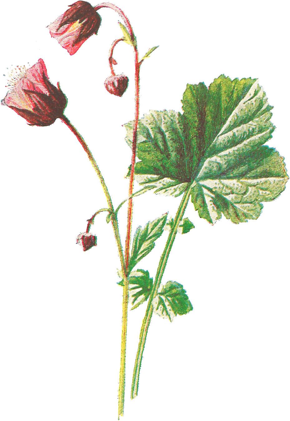 The First Digital Wildflower Image Is Of The Flower, - Antique Flower Png (1199x1600)