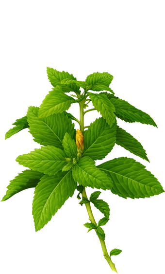 Botanical Illustration Botany Behance Painting Illustration - 10ml 100% Pure & Natural Essential Oils Aromatherapy (500x707)