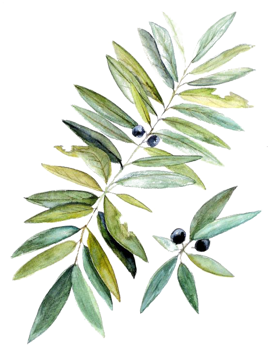 Watercolor Painting Botanical Illustration Leaf - Illüstration Botanical Tree (564x744)