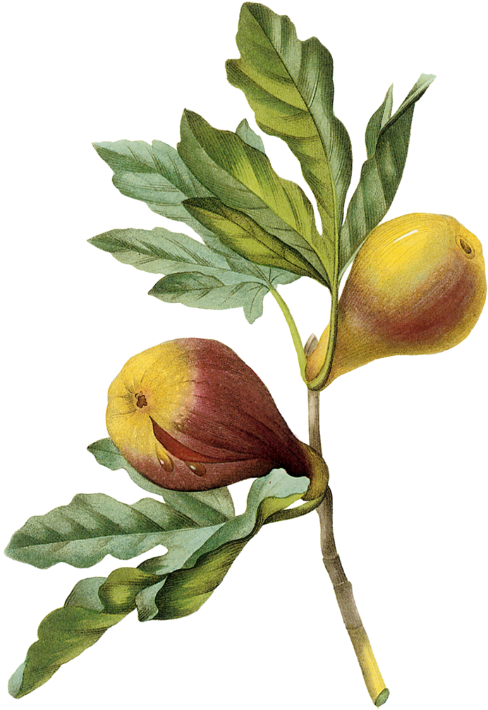 Figplate41-2 - Rare And Heritage Fruit Cultivars: Figs (1000x1250)