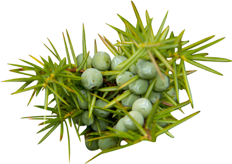 Juniper - Simpatico Home Skye Hobnail Glass Candle 16oz (476x476)