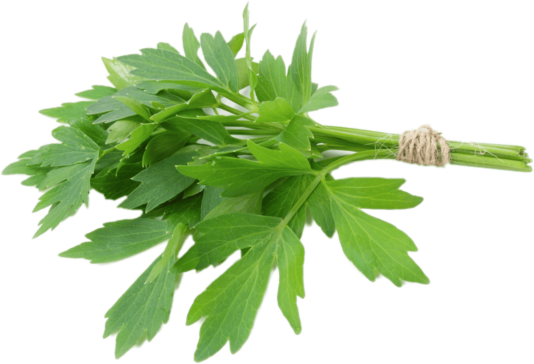 Herbs Clipart Transparent - Lovage Herb (1944x1458)