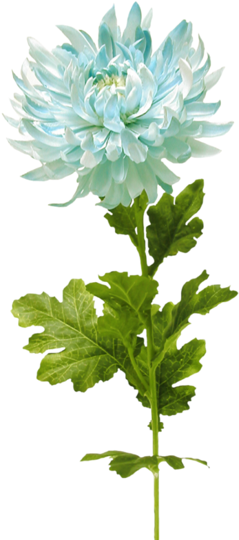 Kwiaty Transparent - Flower (372x800)