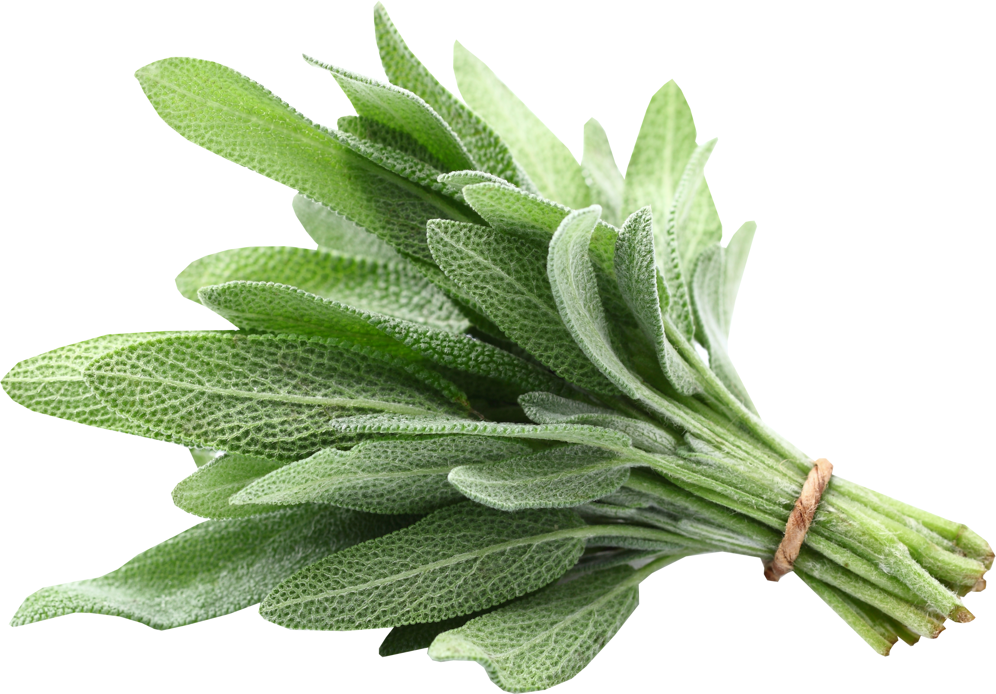 Sage - Sage - Cha De Sálvia Para Secar Leite (4051x3241)