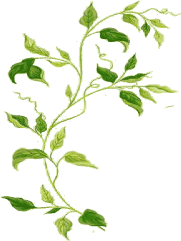 Has Been Known For Its Uncompromising Commitment To - Field Marigold (380x616)