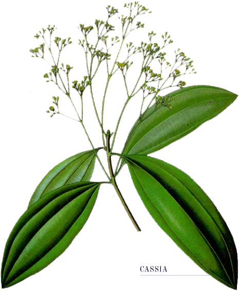 The Tom Thumb Distiller - سليخة نبات (550x700)