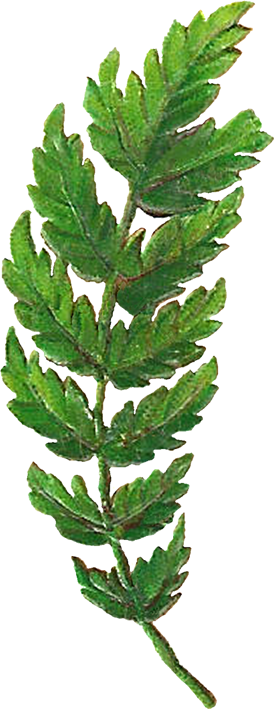 Leaf Botanical Artwork Digital Clipart Image Png - Fern (733x1600)