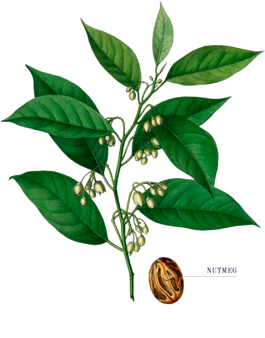 The Tom Thumb Distiller - Lore Of Spices: Their History And Uses Around The World (550x700)