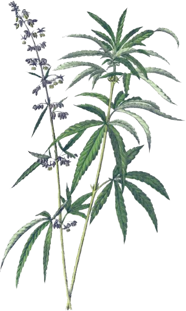 Industrial Hemp Botanical Illustration - Cannabis Britannica: Empire, Trade, And Prohibition (363x607)