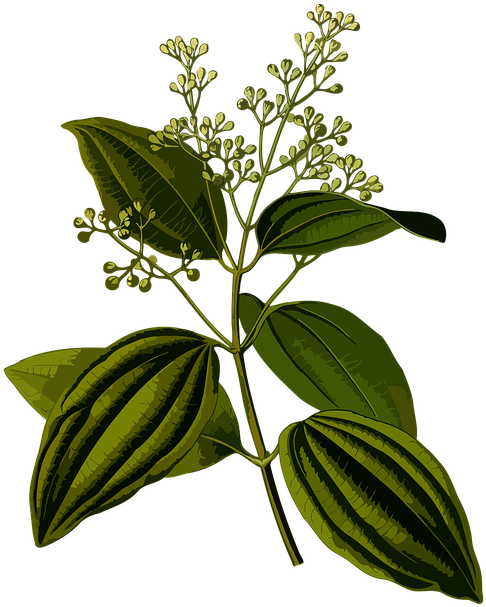 Cinnamon Leaf Organic Essential Oil - Organic Cinnamon Bark 60% (575x720)