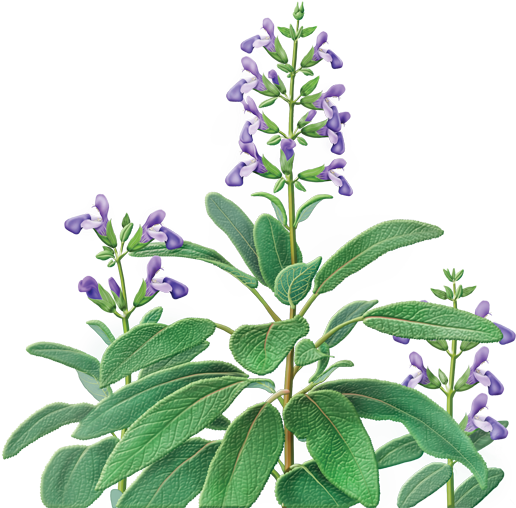Sage Herbal Supplement - Sage Herb Salvia Officinalis - (600x560) Png ...