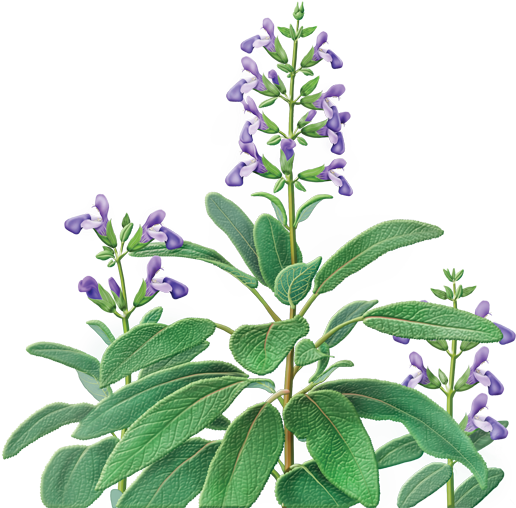 Sage Herbal Supplement - Sage Herb Salvia Officinalis (600x560)