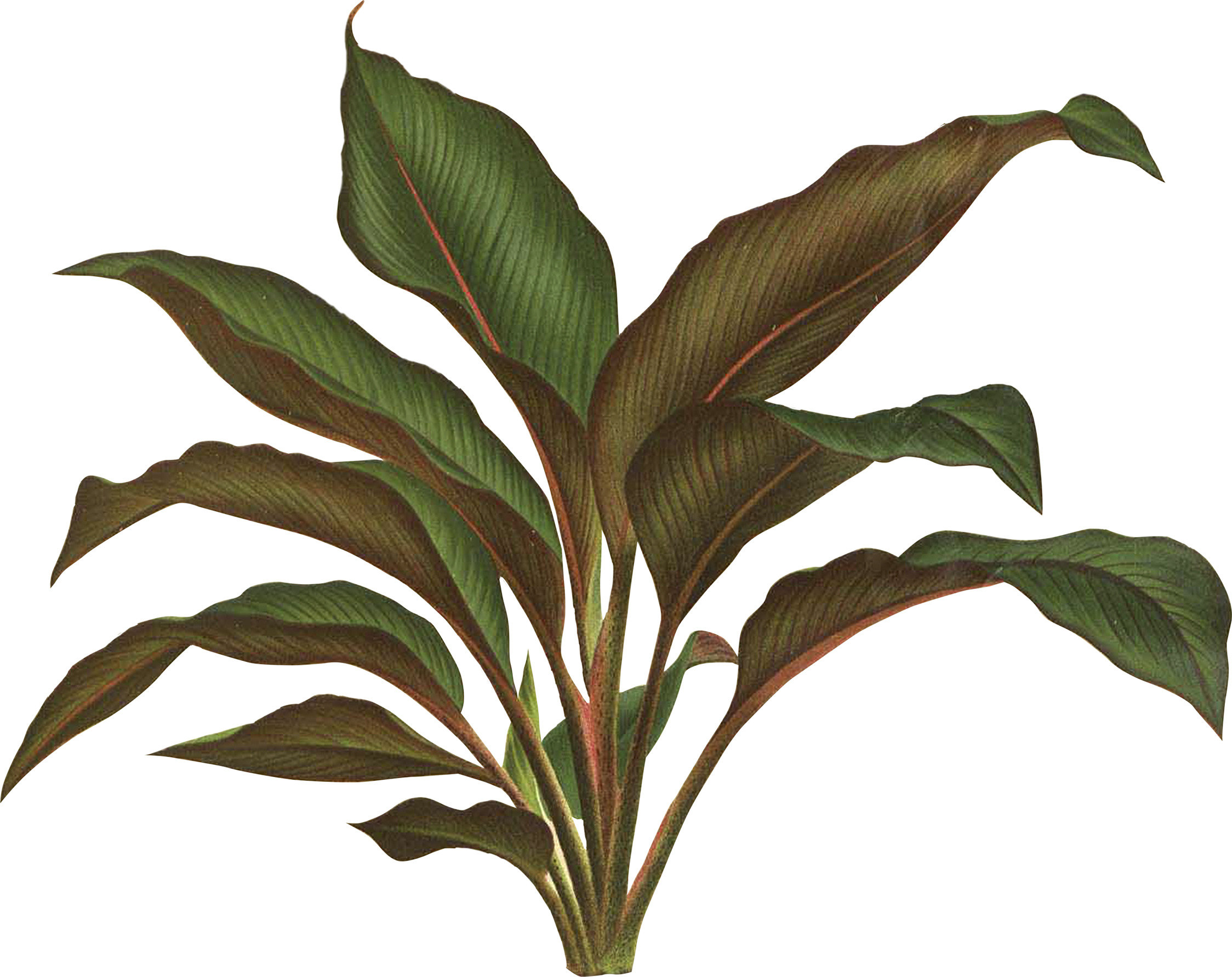 Botanical Illustration Botany Plant Drawing - Jungle Plant Png (2248x1783)