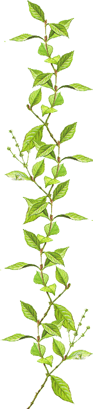 Shamanic Understanding - - Psychotria Viridis (190x855)