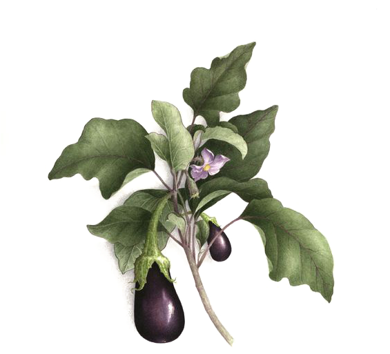 Botanical Illustration Botany Watercolor Painting Drawing - Eggplant Illustration Botanical Png (564x585)