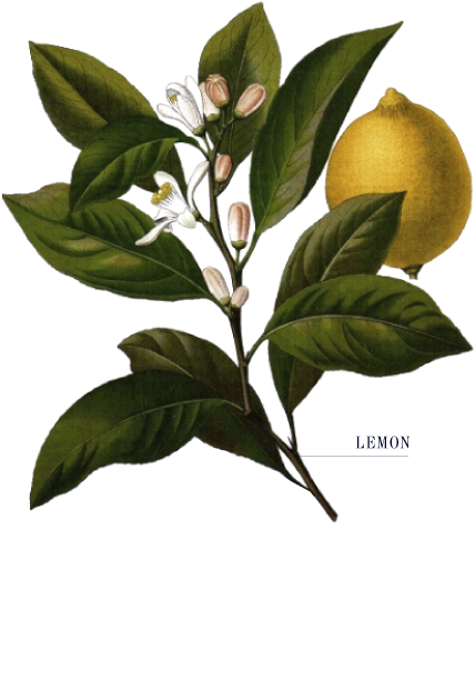 The Tom Thumb Distiller - Dessin Ancien De Citron (550x700)