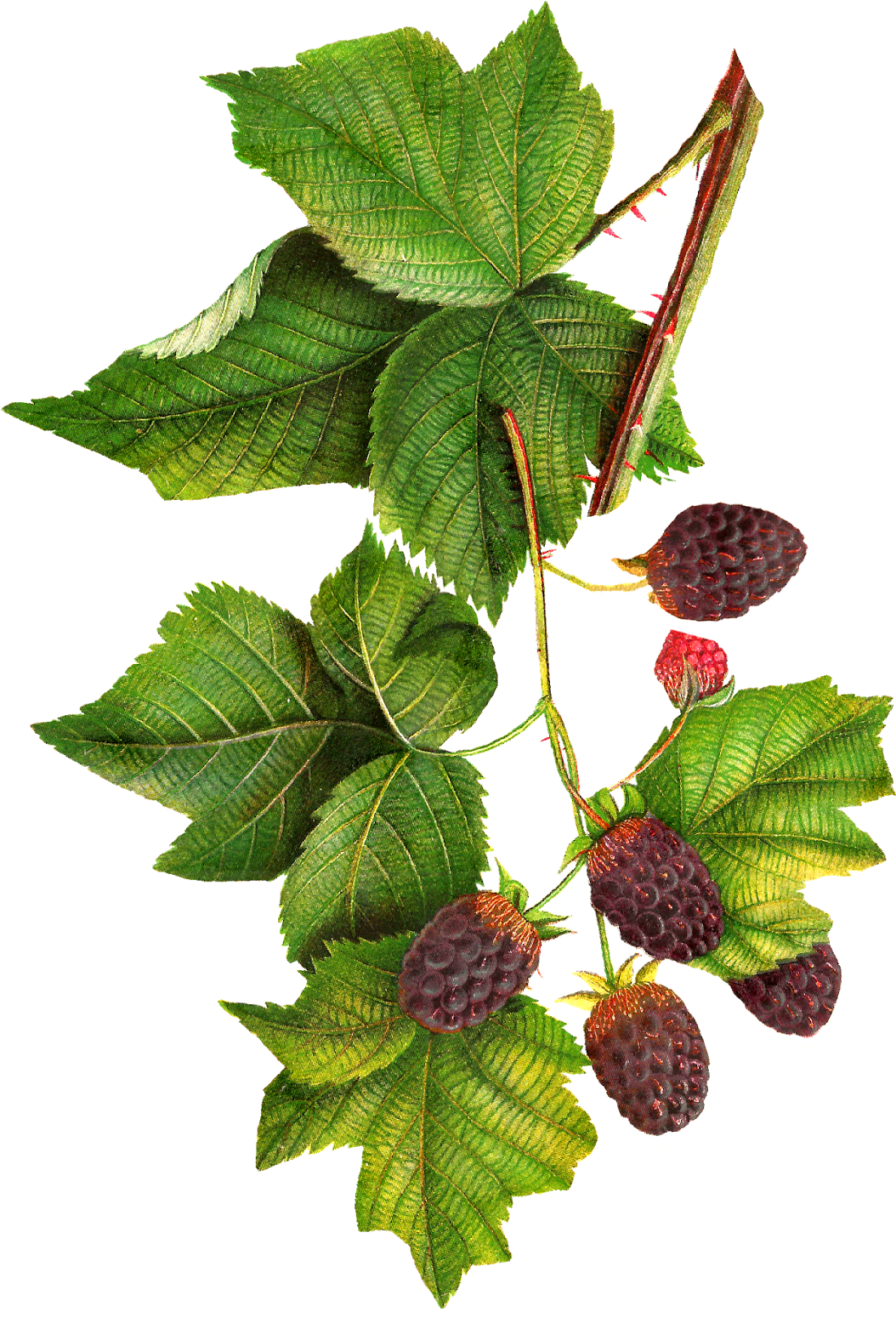 Antique Images - Bramble And The Briar: Poems [book] (1107x1600)