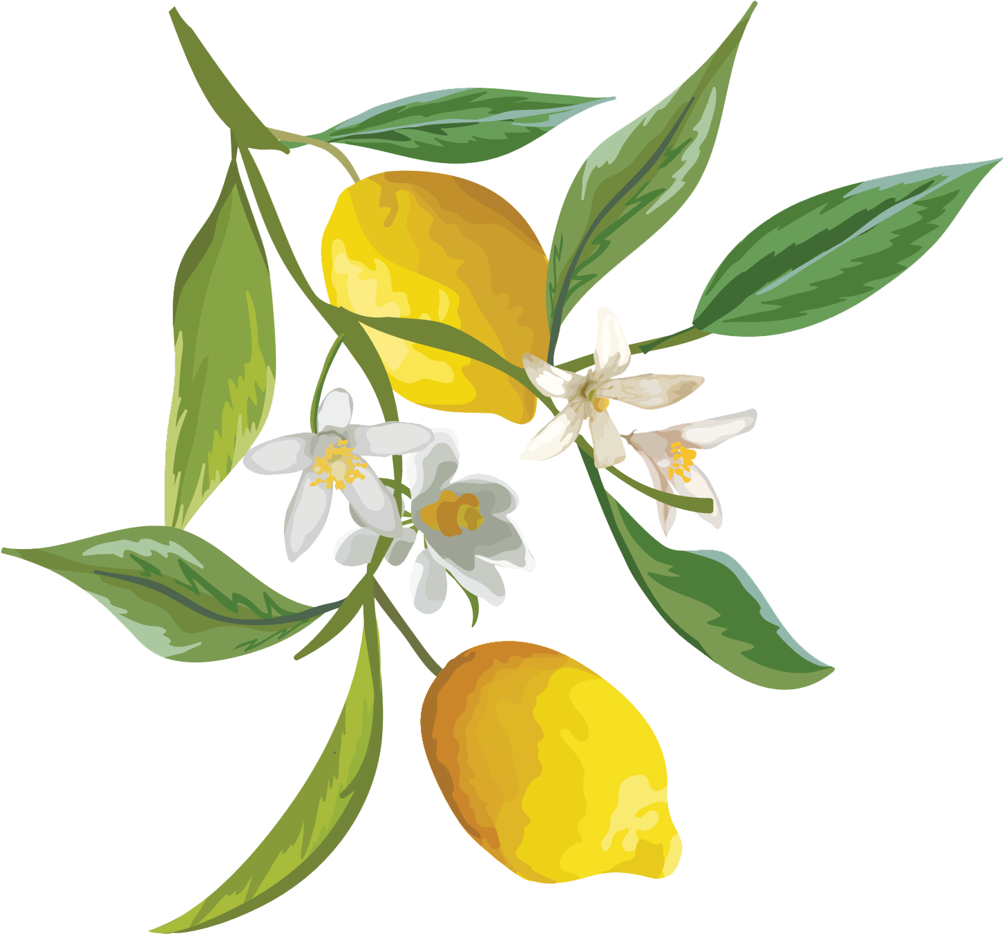 Skip To Content - Lemon Flower Png (1544x1409)