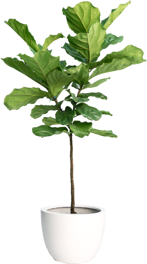 Fiddle Leaf Fig Tree - Loomstead Linen Duvet Set - White, King (503x954)