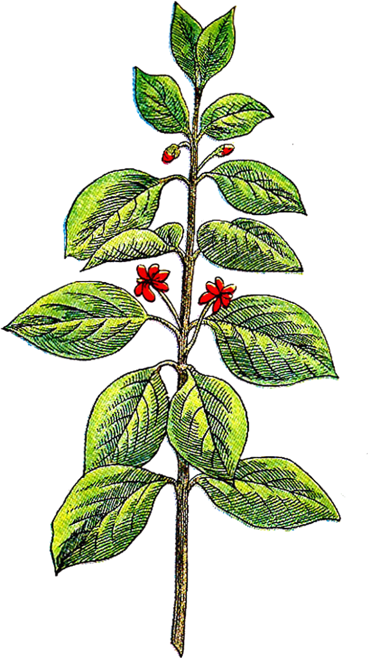 Free Png,logo,coloring Pages Herbs Clipart - Free Png,logo,coloring Pages Herbs Clipart (995x1600)