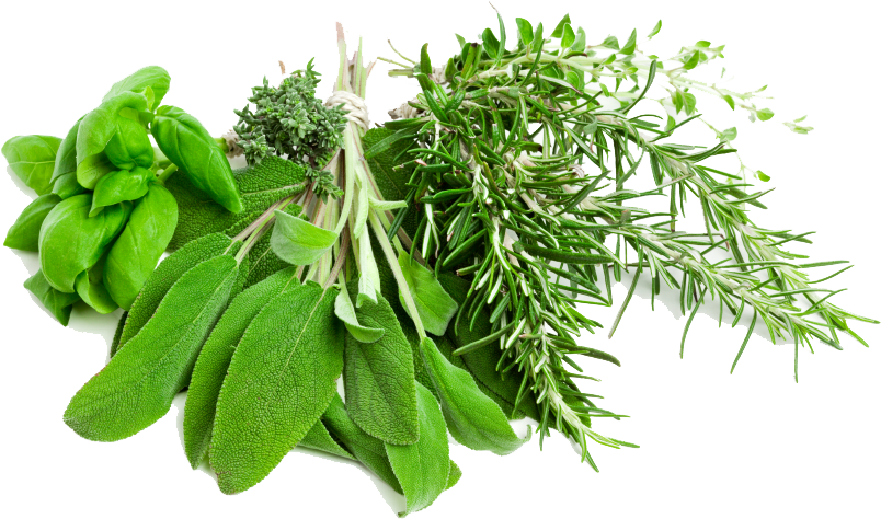 Herbs Clipart Transparent - Herbs Png (849x565)