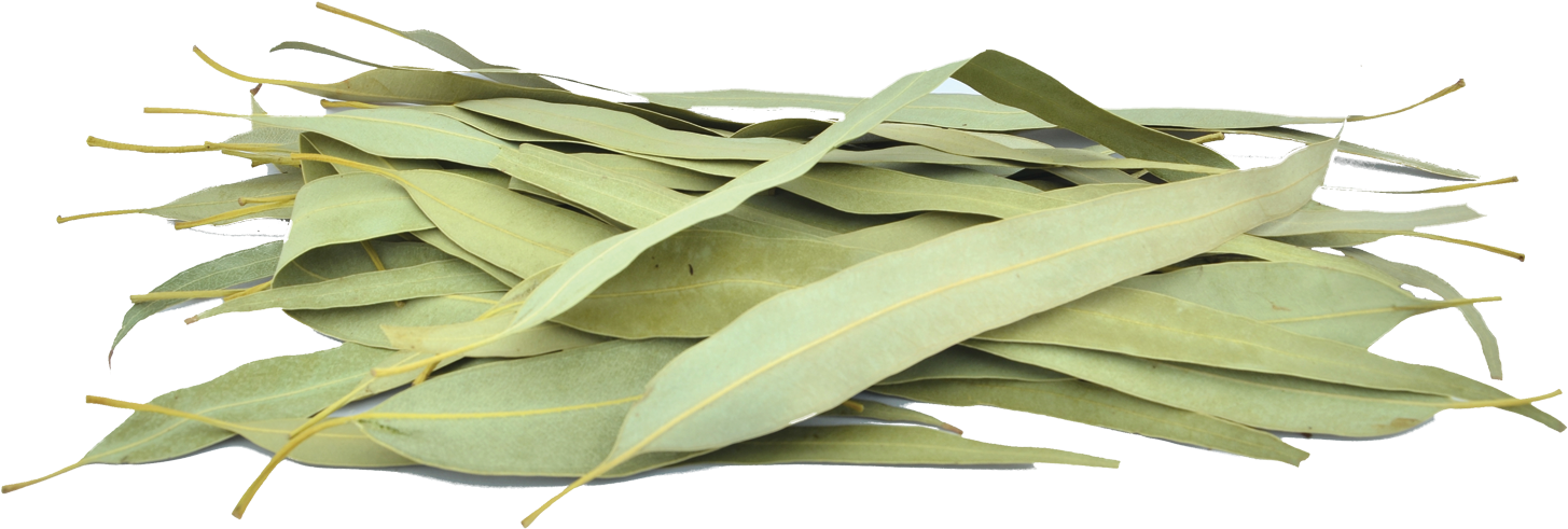 Organic Eucalyptus Leaves - Gum Trees (1500x1000)