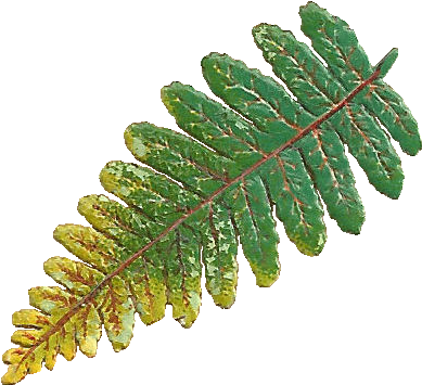 This Is A Tiny, Distressed Victorian Scrap Of A Fern - Banner (450x409)