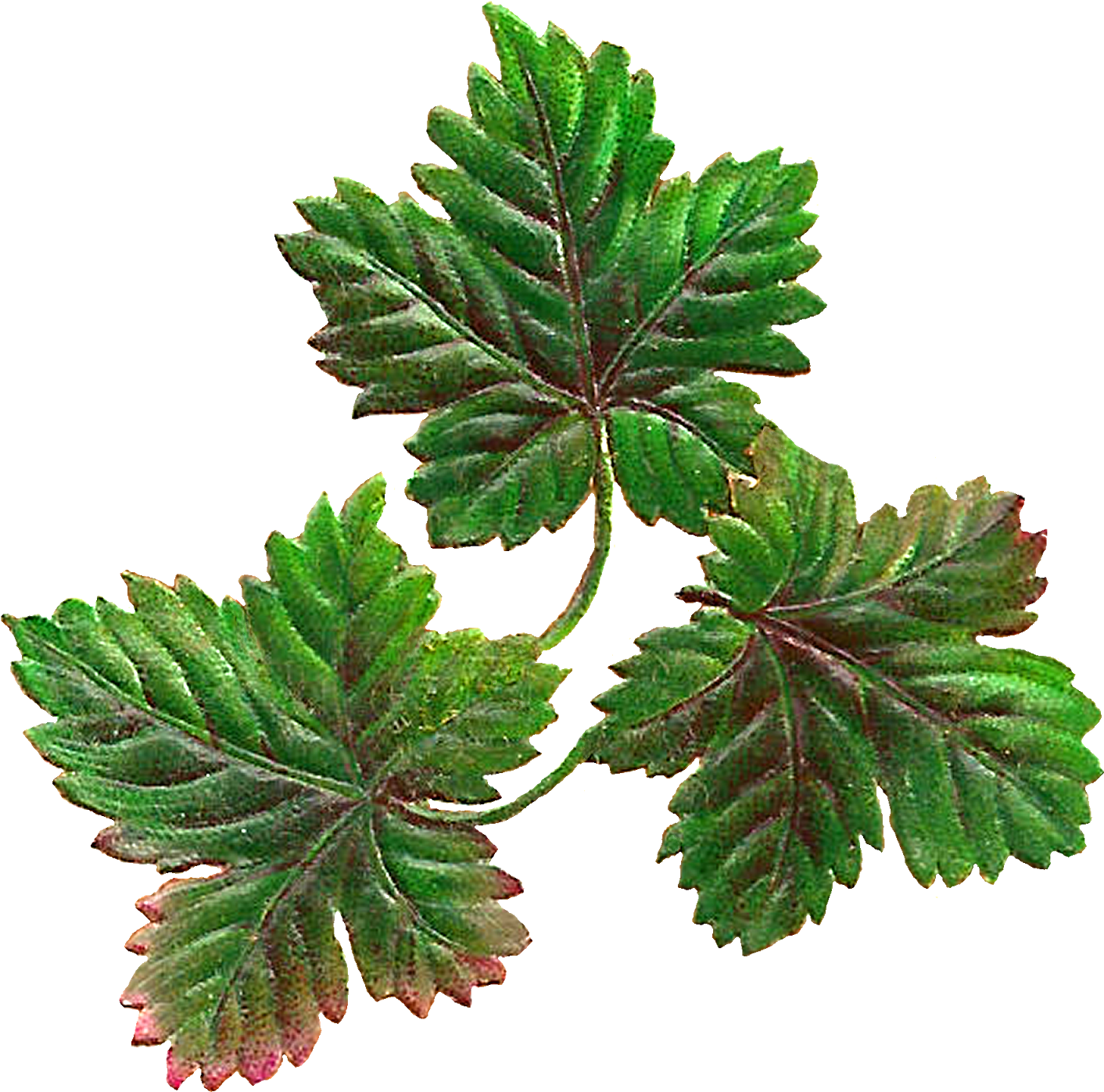 Digital Botanical Leaves Clip Art Downloads - Music Download (1600x1571)