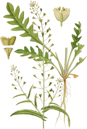 Hirtentaeschel - Capsella Bursa Pastoris (300x442)