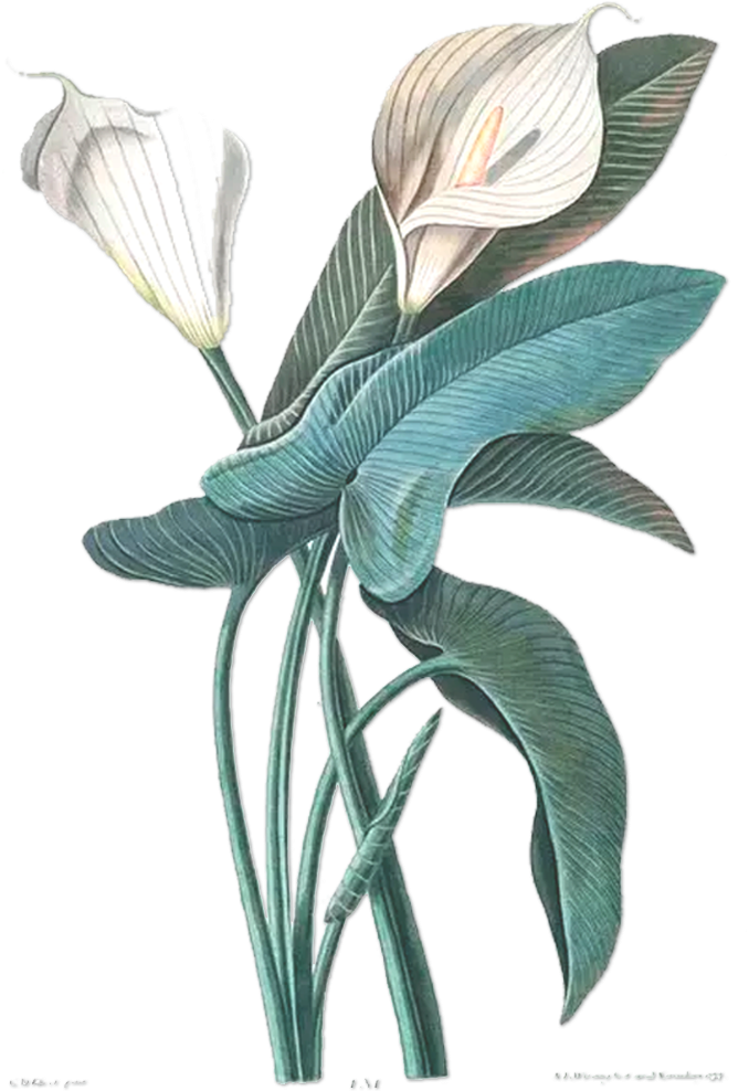 Flower Drawing Botany Botanical Illustration Illustration - Nature Illustrated: Flowers, Plants, And Trees, 1550-1900 (1102x1000)