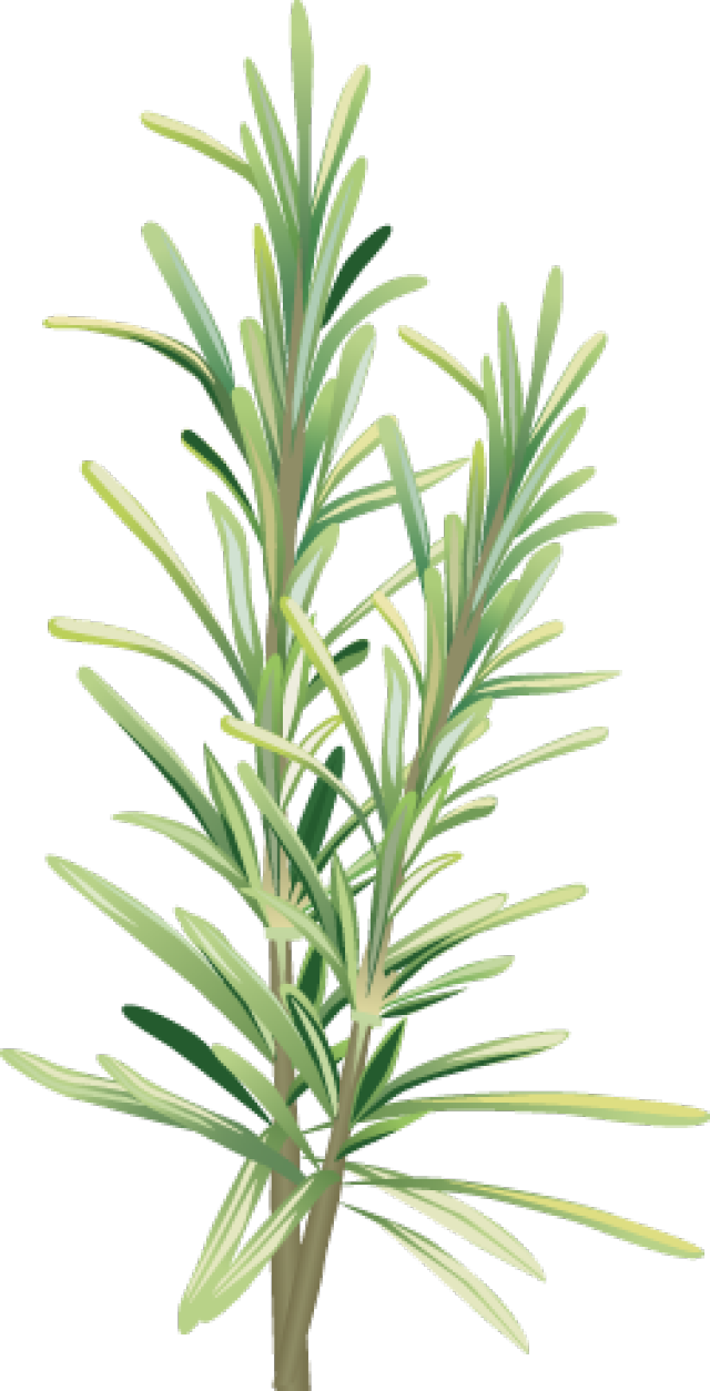 Spices And Herbs - Rosemary Clip Art (640x1254)