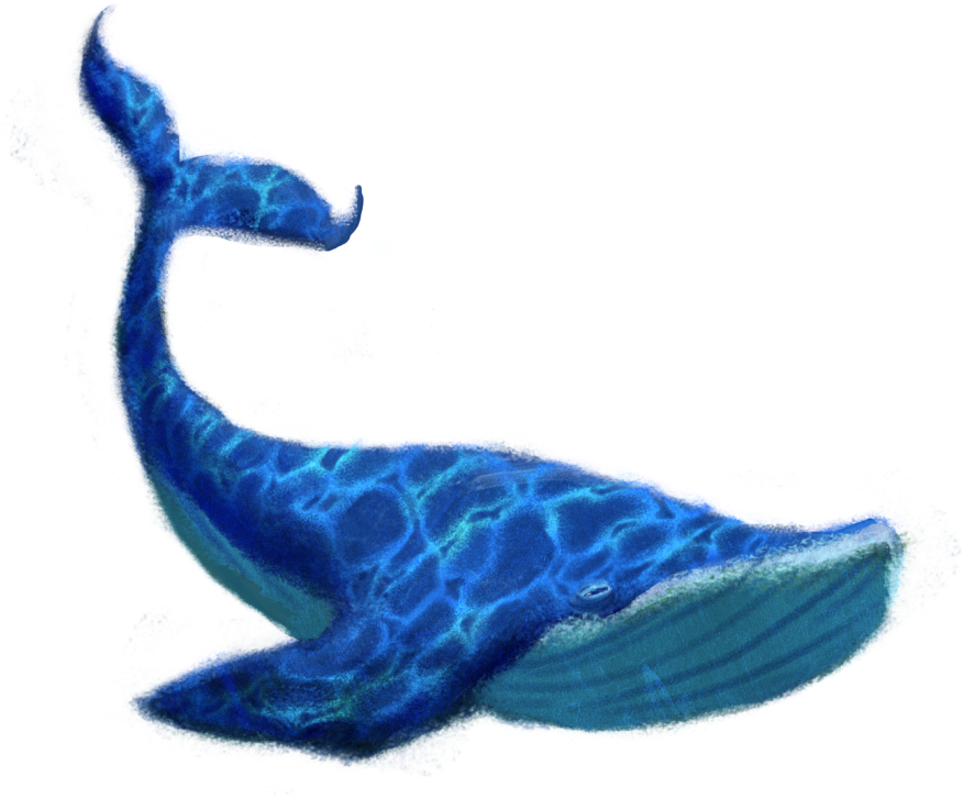 Image - Blue Whale Png (1200x800)