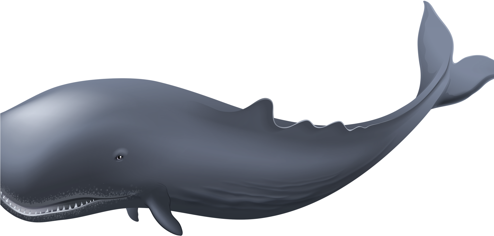 Blue Whale Clipart - Whale Png (1920x1080)