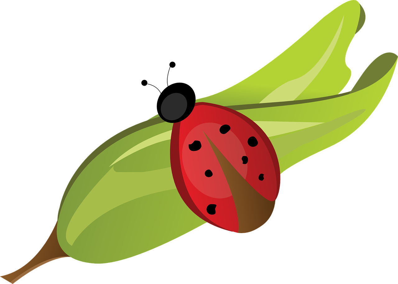 Collection Of Pictures Of Bugs Cartoon - Joaninha Na Folha Png (1280x915)
