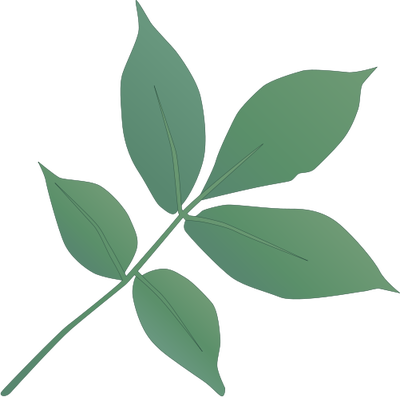 Ian Symbol Carya Ovata Leaves - اوراق شجرة (400x397)